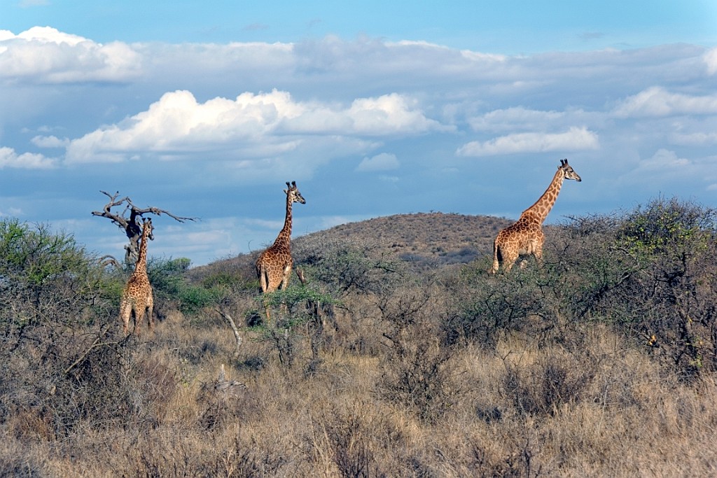 Kenia (51).jpg